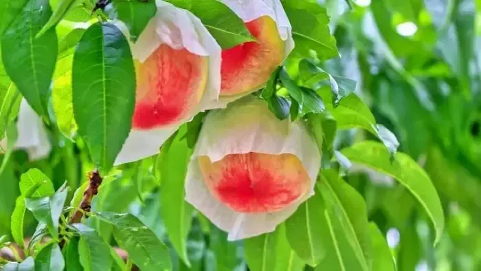 Arakawa Peaches: Farm Stands, Mail Order and Season
