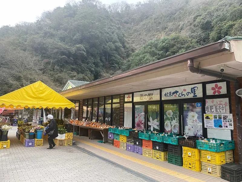 道の駅 根来さくらの里